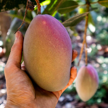 Mango Osteen