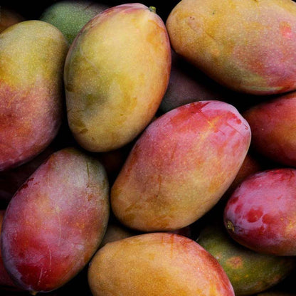 Mango Osteen