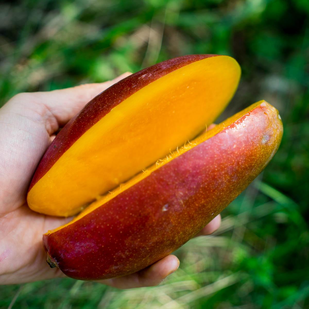 Mango Osteen