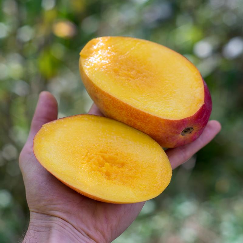 Mango Otts