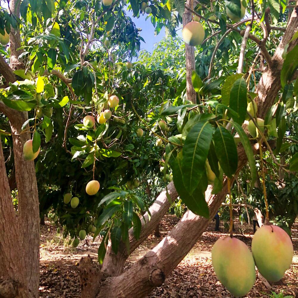Mango Parvin