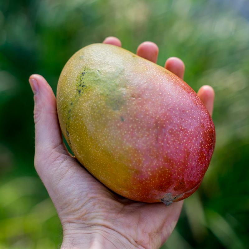 Mango Parvin