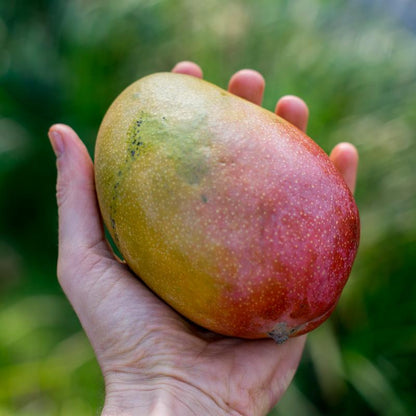 Mango Parvin
