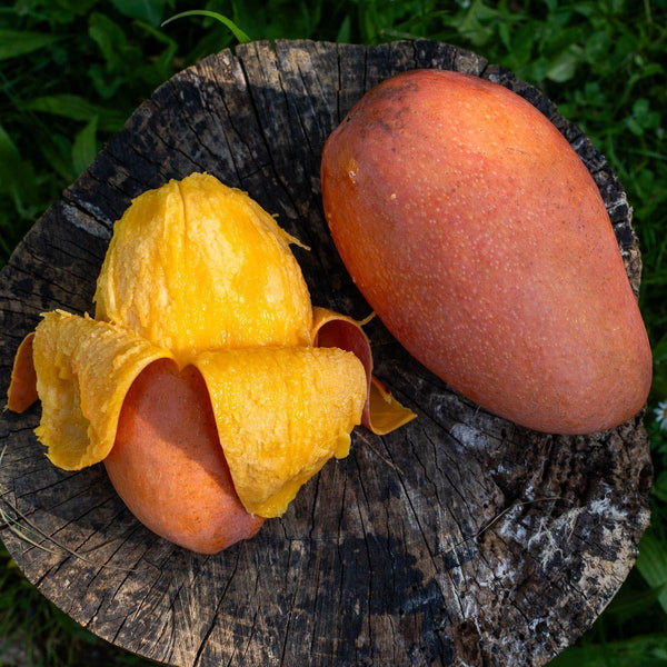 Mangue Red Emperor