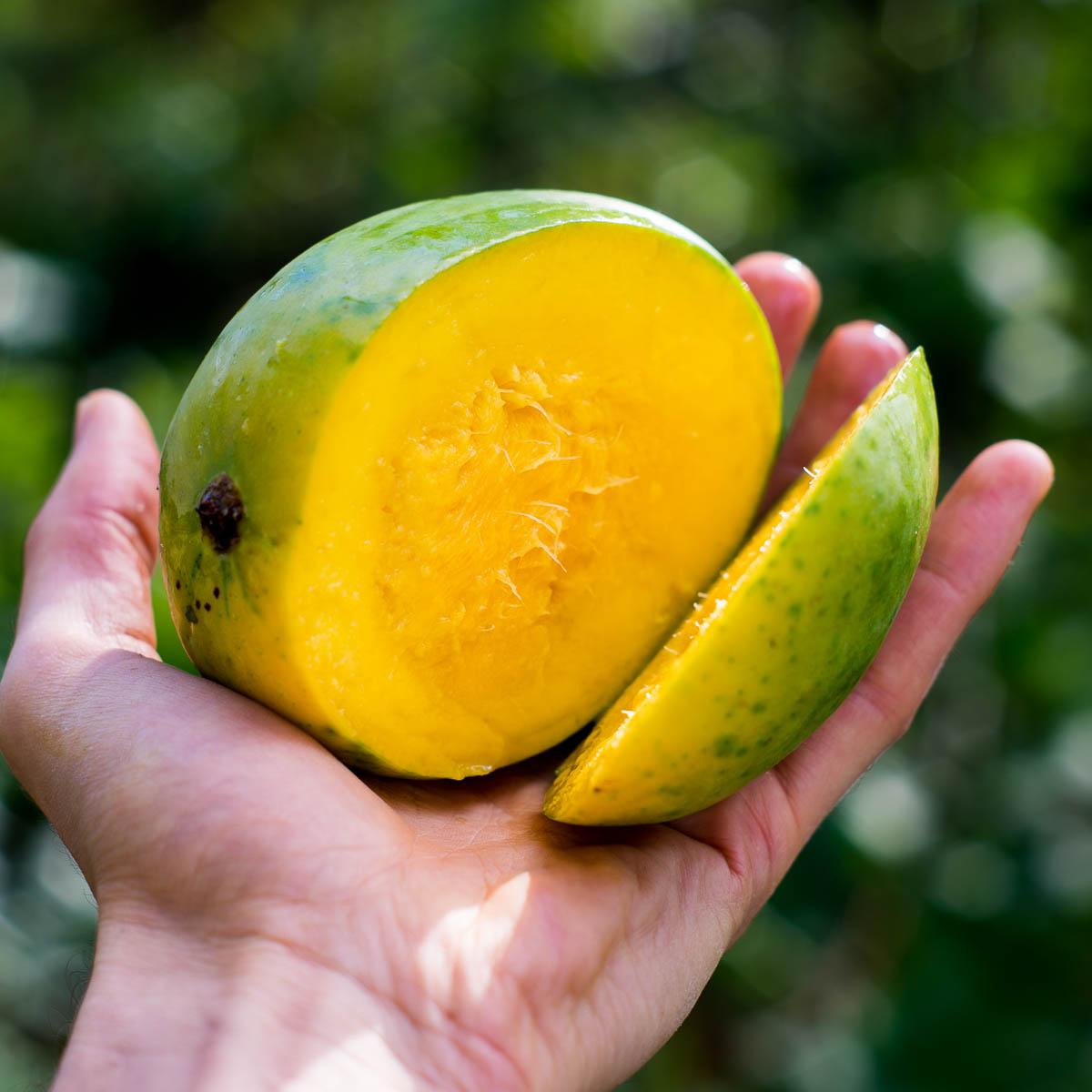 Mango Safeda