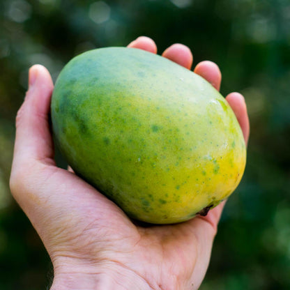 Mango Safeda