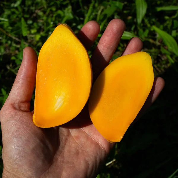 Mango Tok Tuk