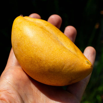 Mango Tok Tuk