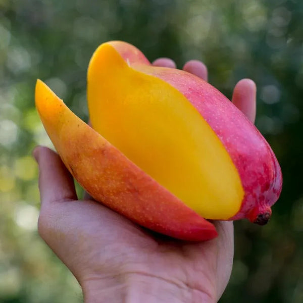 Mango Valencia Pride