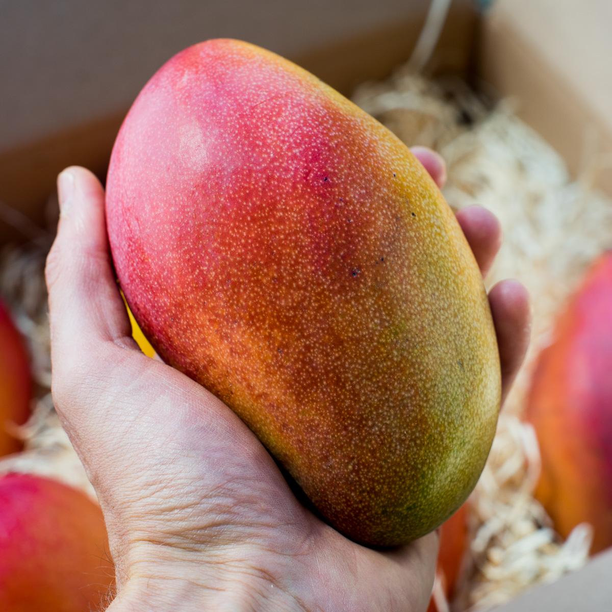 Mango Variety Box Discovery