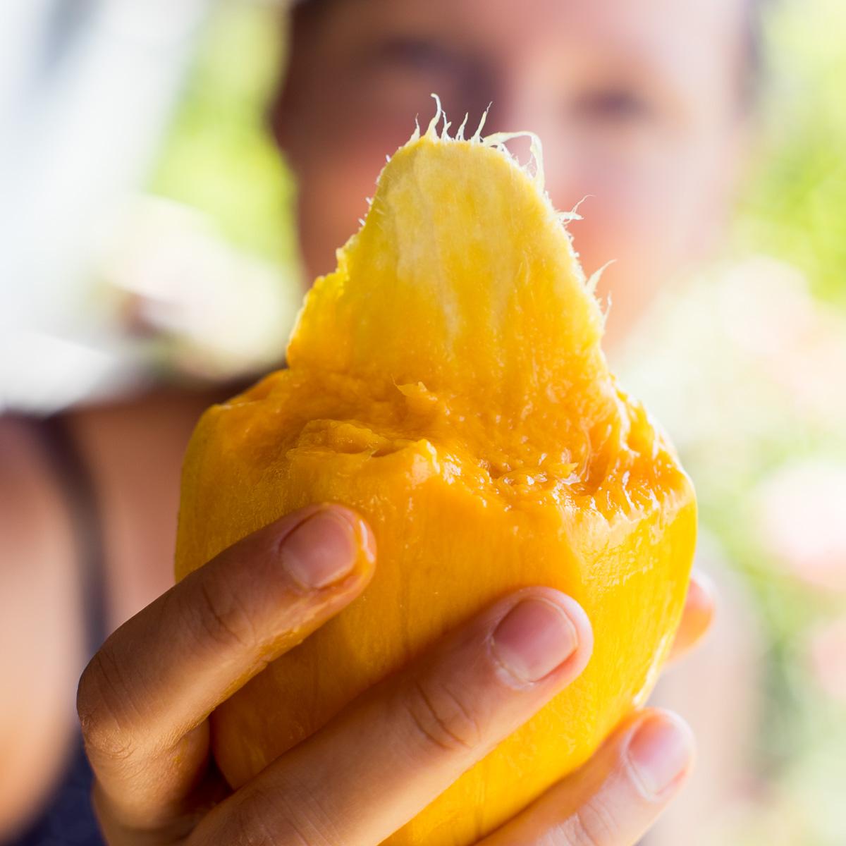 Mango Variety Box Discovery
