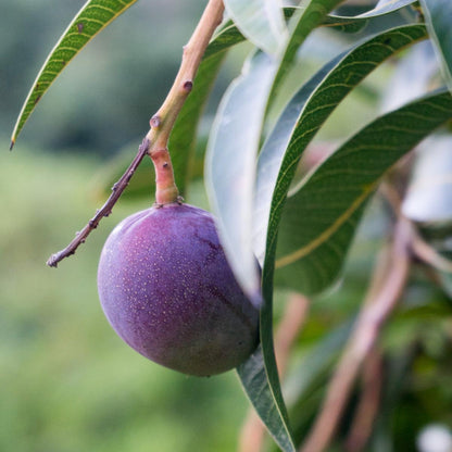 Mango Variety Box Discovery