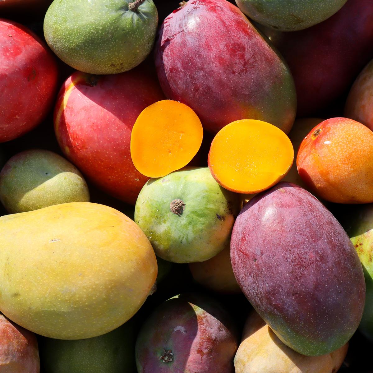 Mango Variety Box Discovery