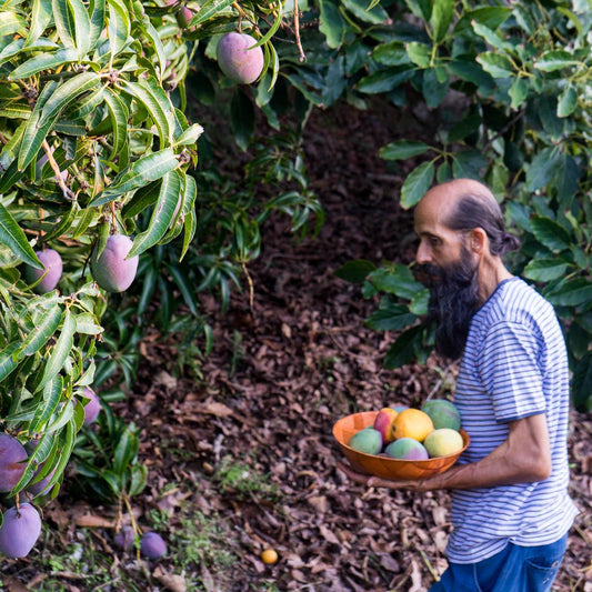 Mango Variety Box
