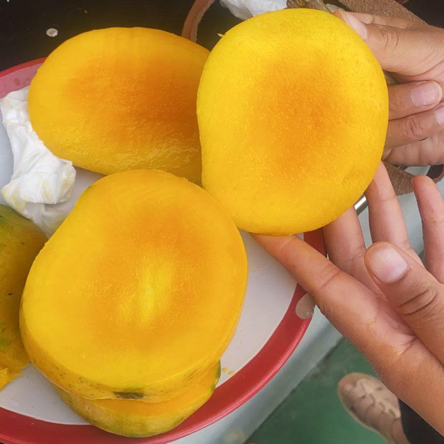 Mango Wild