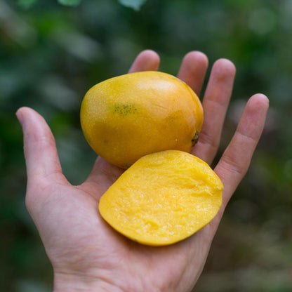 Mango Wild