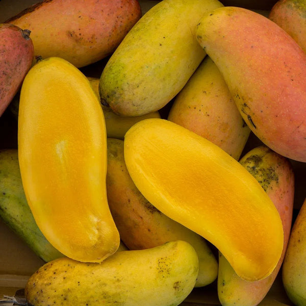 Mango Yai