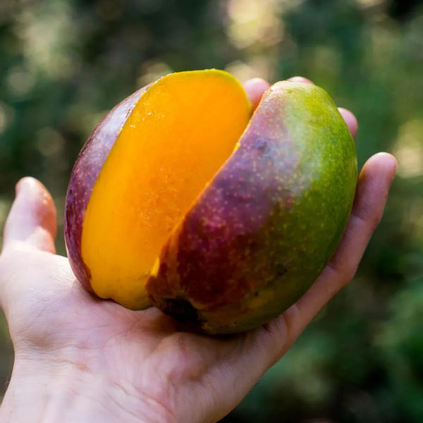 Mangue Zill