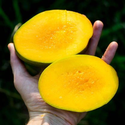 Mango Zill