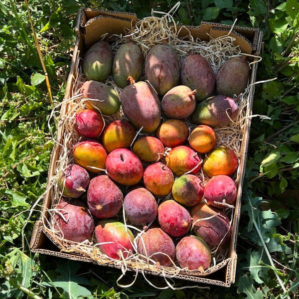 Mangue mini mix variétés