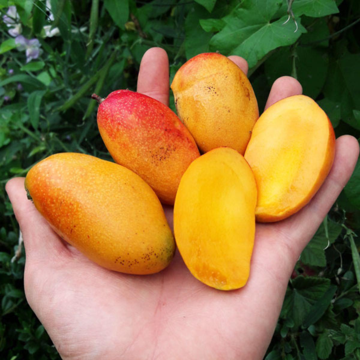 Mango mini mixed varieties