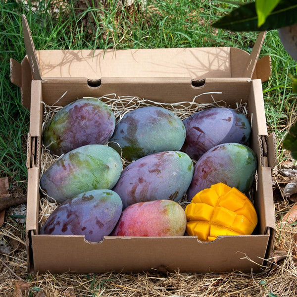 Mangue mix variétés