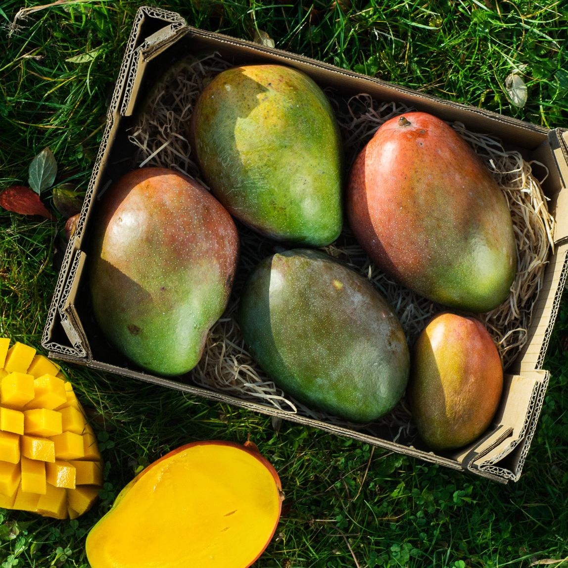 Mango mixed varieties