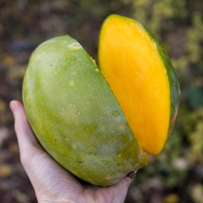 Mango mixed varieties