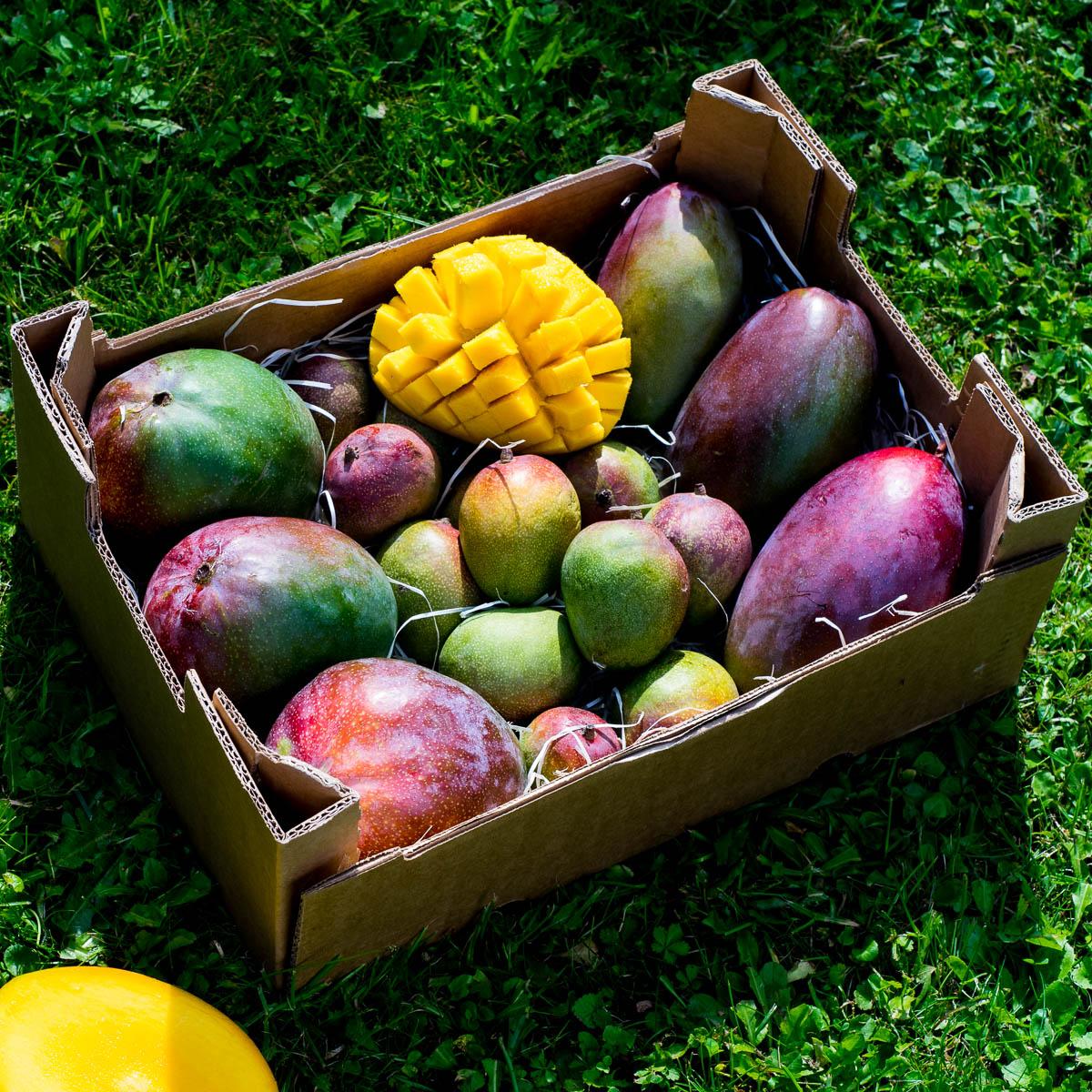 Mango mixed varieties