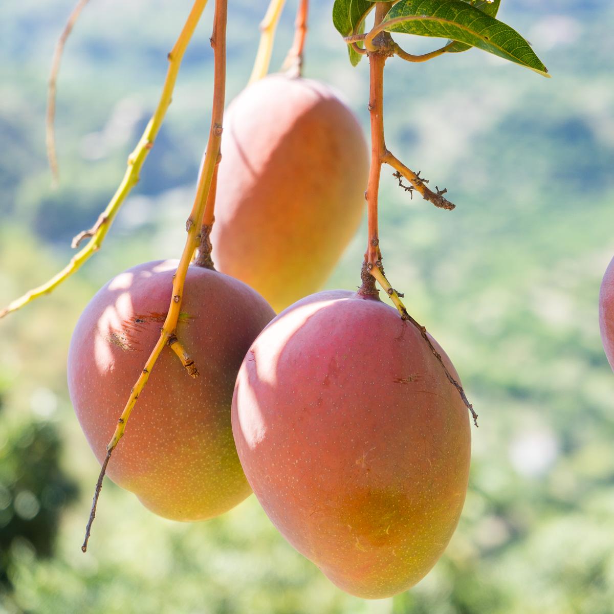 Mango mixed varieties