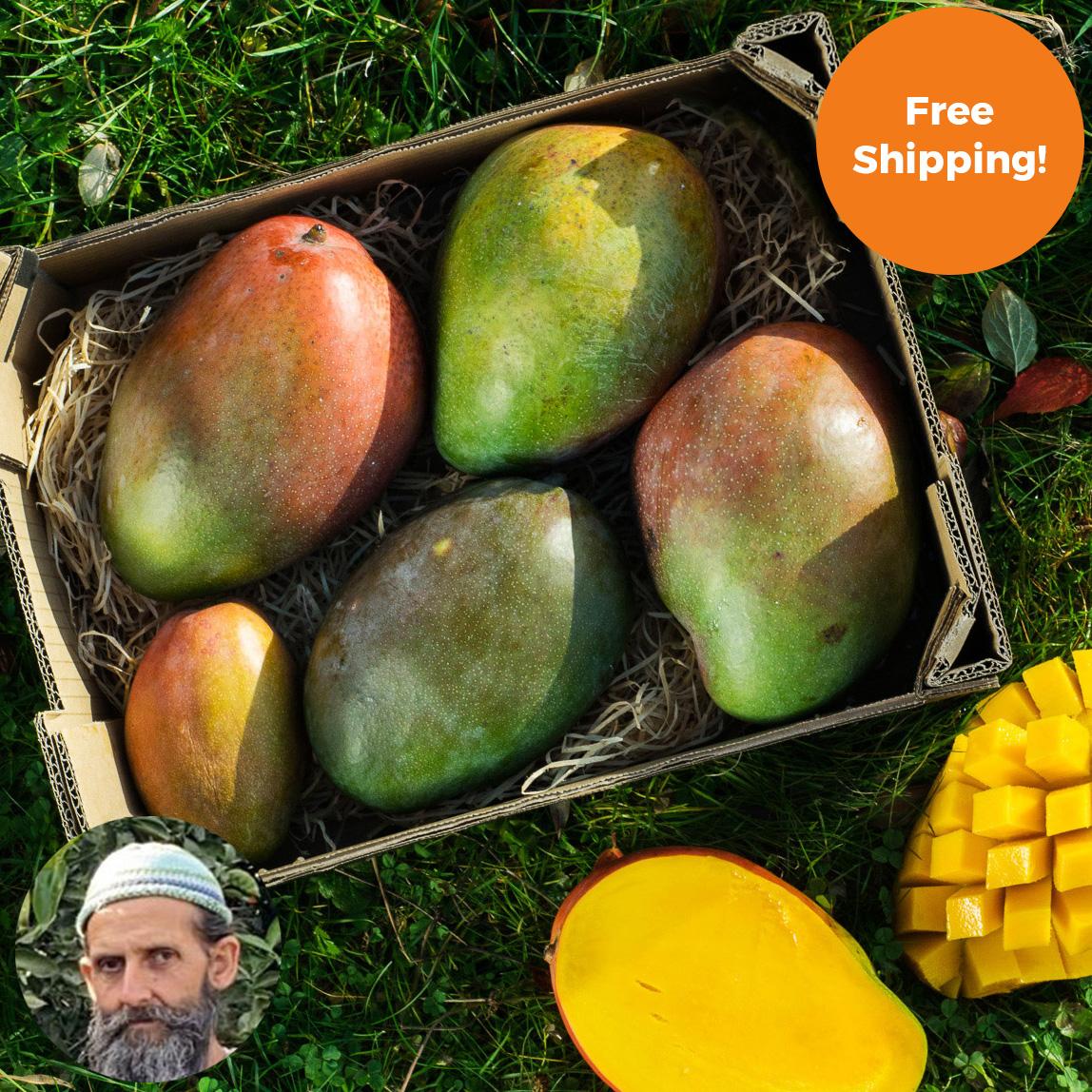 Mango mixed varieties