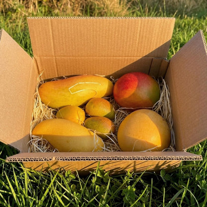 Mango Mischbox Entdeckerbox