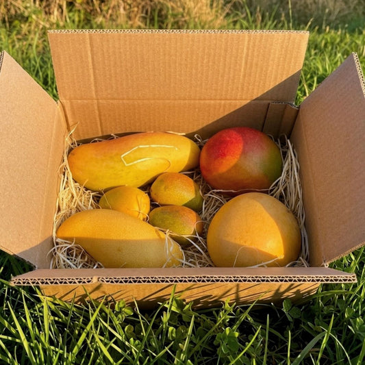 Mango Mischbox Entdeckerbox