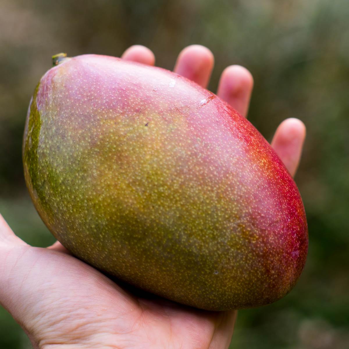 Mangoes of Andalusia