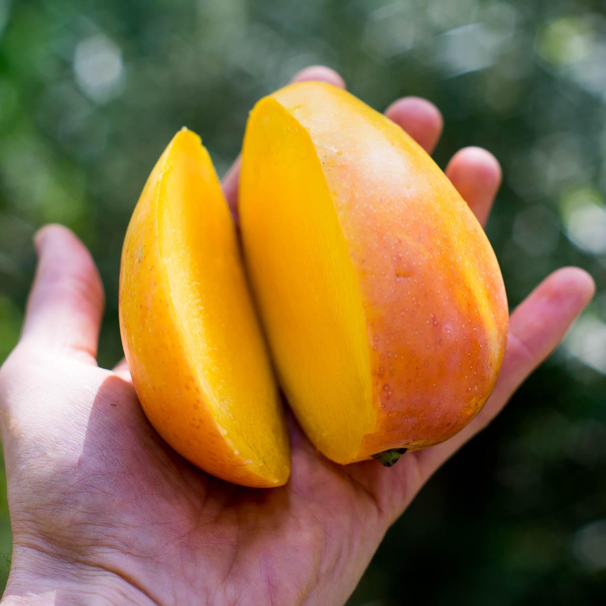 Mangoes of Andalusia