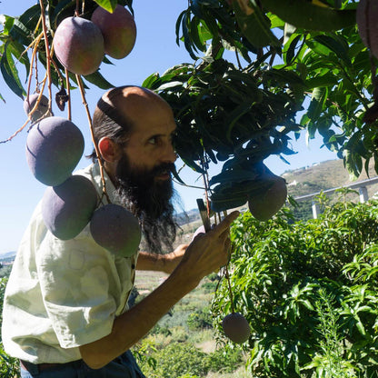 Mangoes of Andalusia