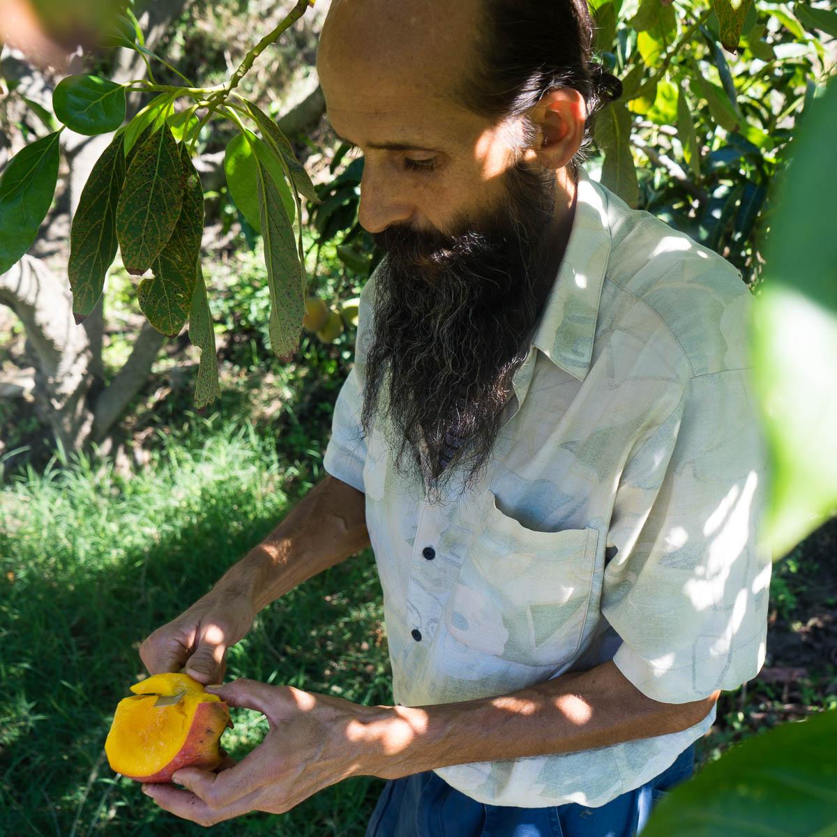 Mangoes of Andalusia