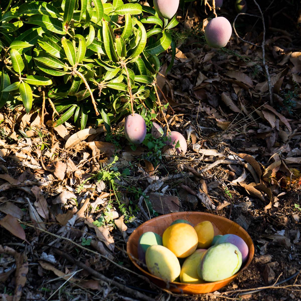 Mangoes of Andalusia
