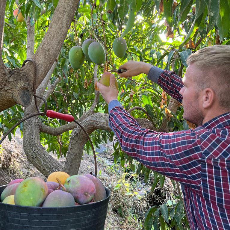 Mangoes of Andalusia