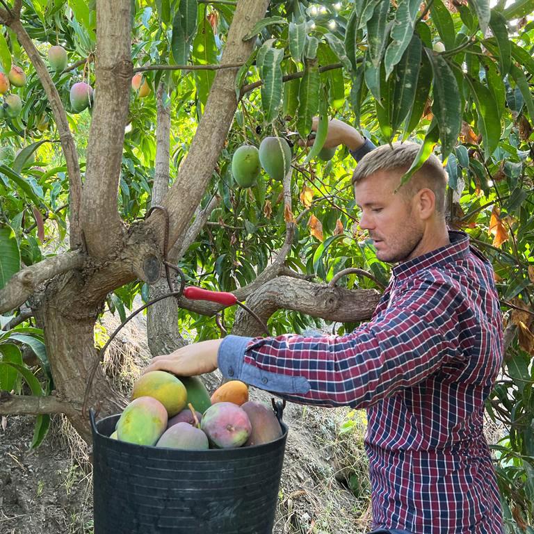 Mangoes of Andalusia