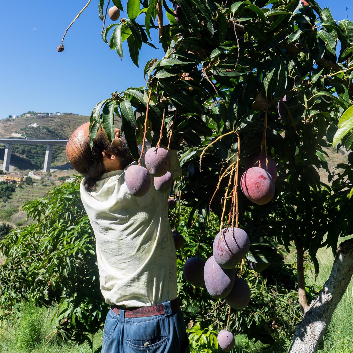 Mangoes of Andalusia