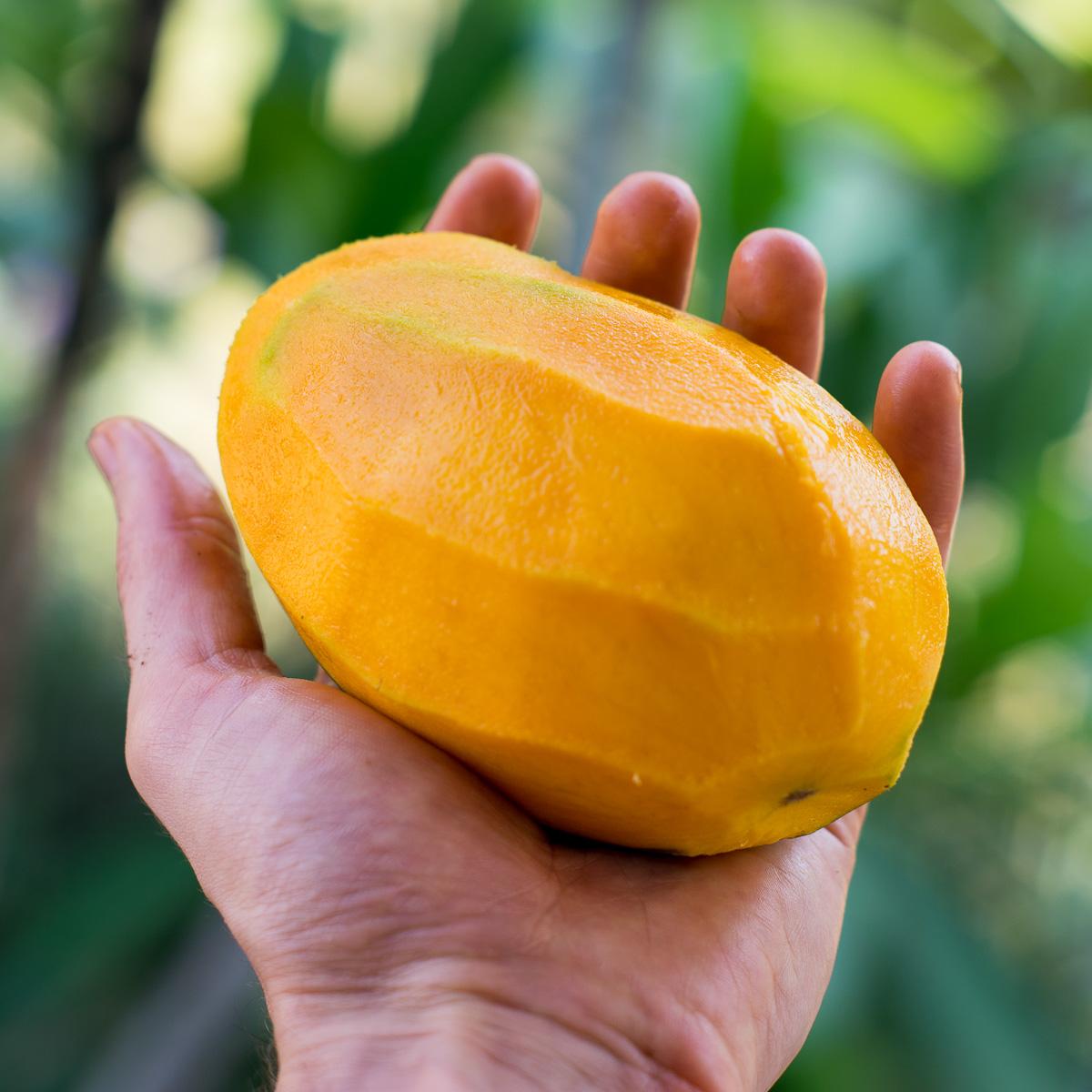 Mangoes of Andalusia
