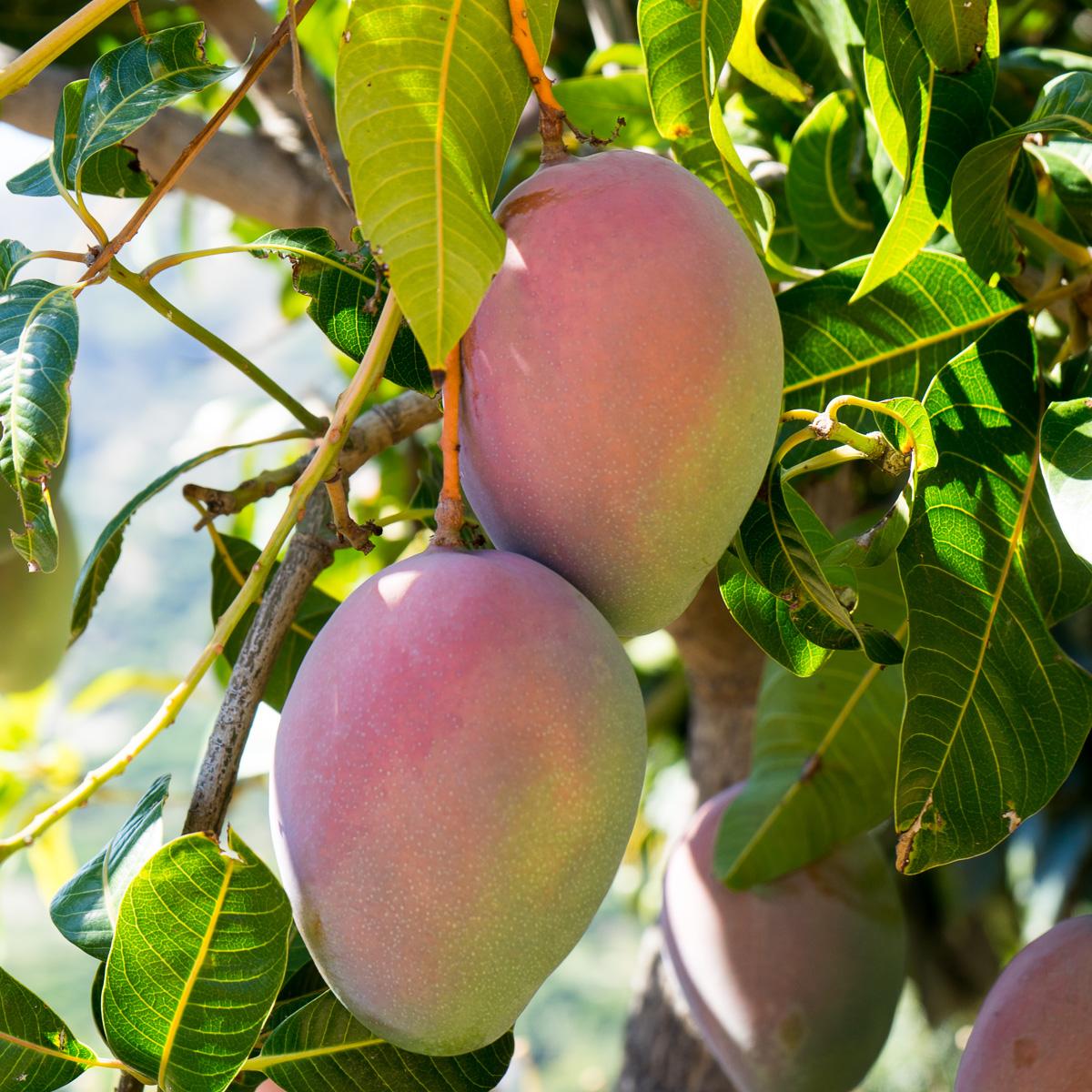 Mangoes of Andalusia