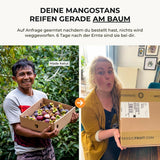 Mangostan