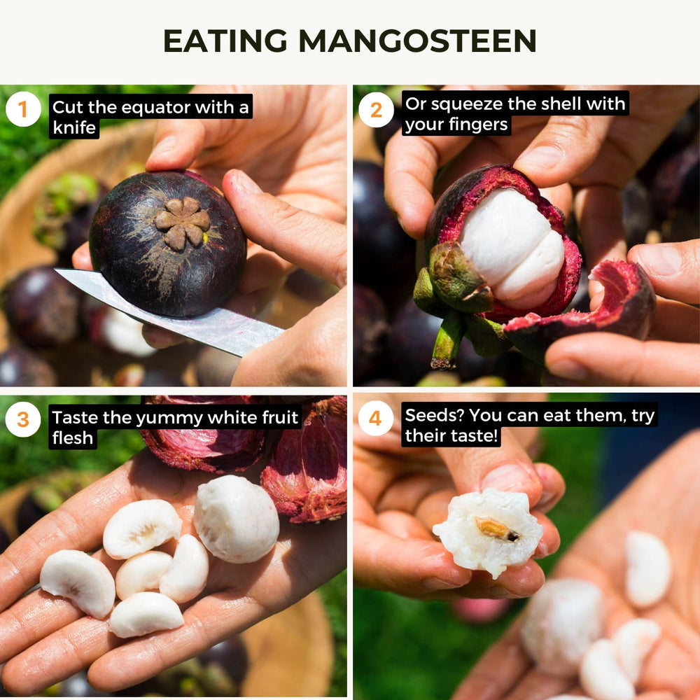 Mangosteen