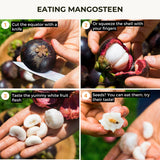 Mangosteen