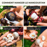 Mangoustan