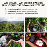 Mangostan