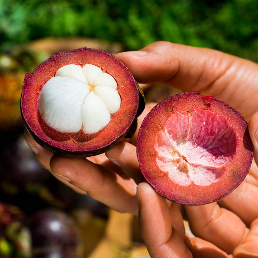 Mangosteen