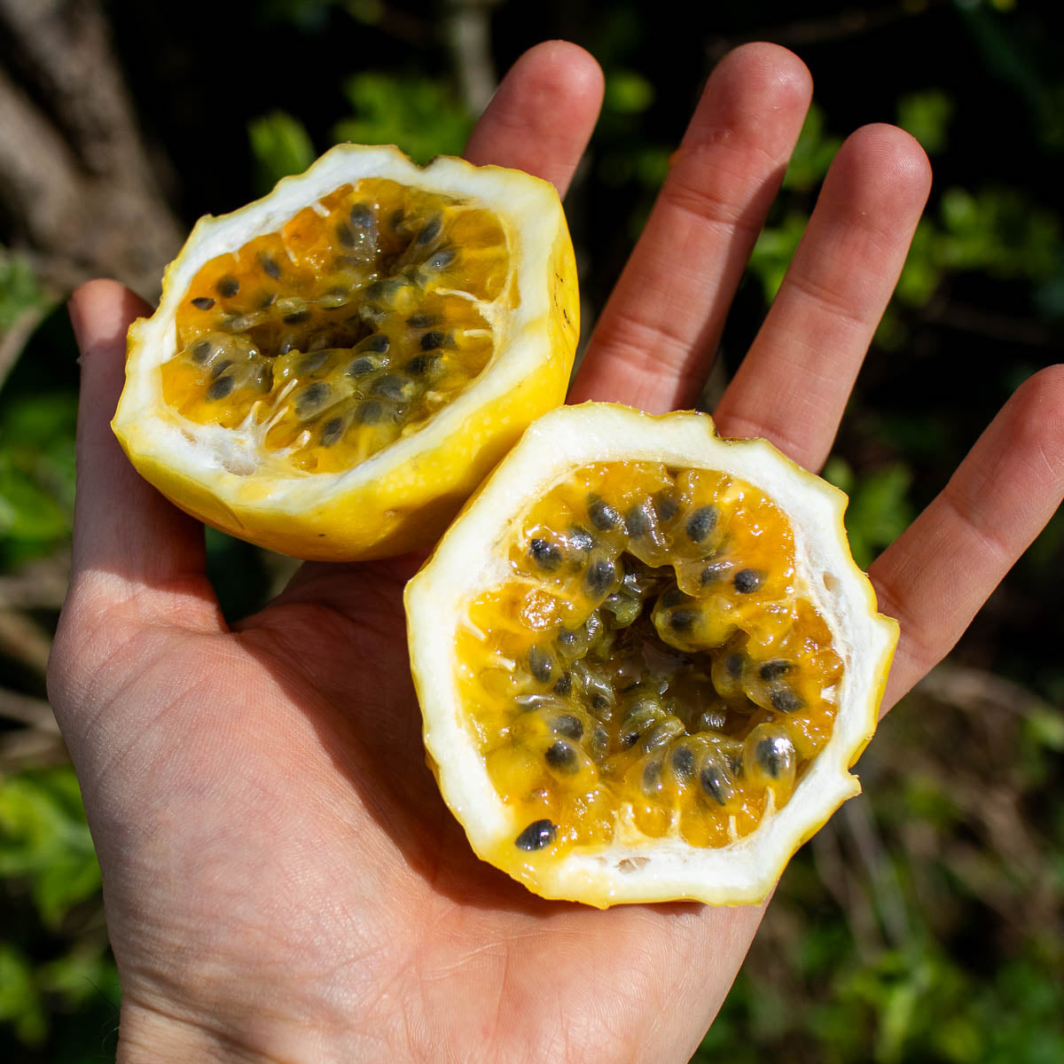 Fruit de la passion jaune (Maracuja sucrée)